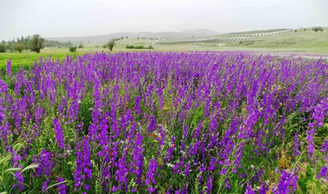 Kütahya’nın Emet ilçesinde boş arazide yetişen mor renkli yabani otların