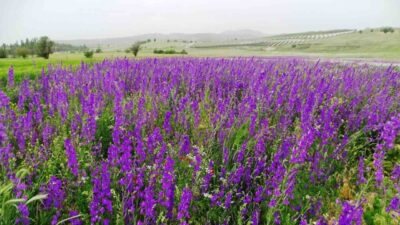 Kütahya’nın Emet ilçesinde boş arazide yetişen mor renkli yabani otların