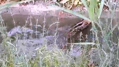 Kütahya’nın Hisarcık ilçesinde sulama kanalına düşen domuz yavrusu, uzun süren