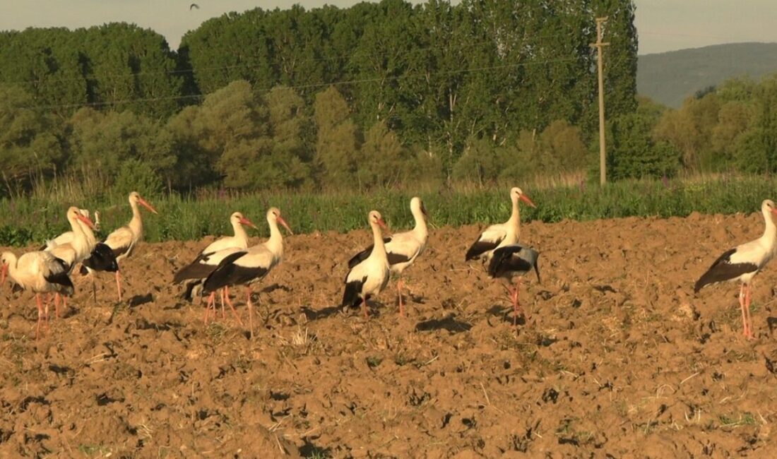 Kütahya’nın Tavşanlı ilçesinde, baharın gelişinin müjdecisi olarak bilinen leylekler, mart