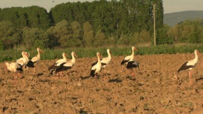 Kütahya’nın Tavşanlı ilçesinde, baharın gelişinin müjdecisi olarak bilinen leylekler, mart