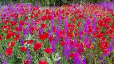 Kütahya’nın Hisarcık ilçesinde mor ve kırmızıya bezenmiş çiçek tarlaları görenleri