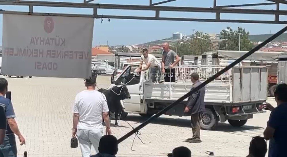 Kütahya’nın Tavşanlı ilçesinde hayvan pazarından kaçan büyükbaş, ekipleri harekete geçirdi