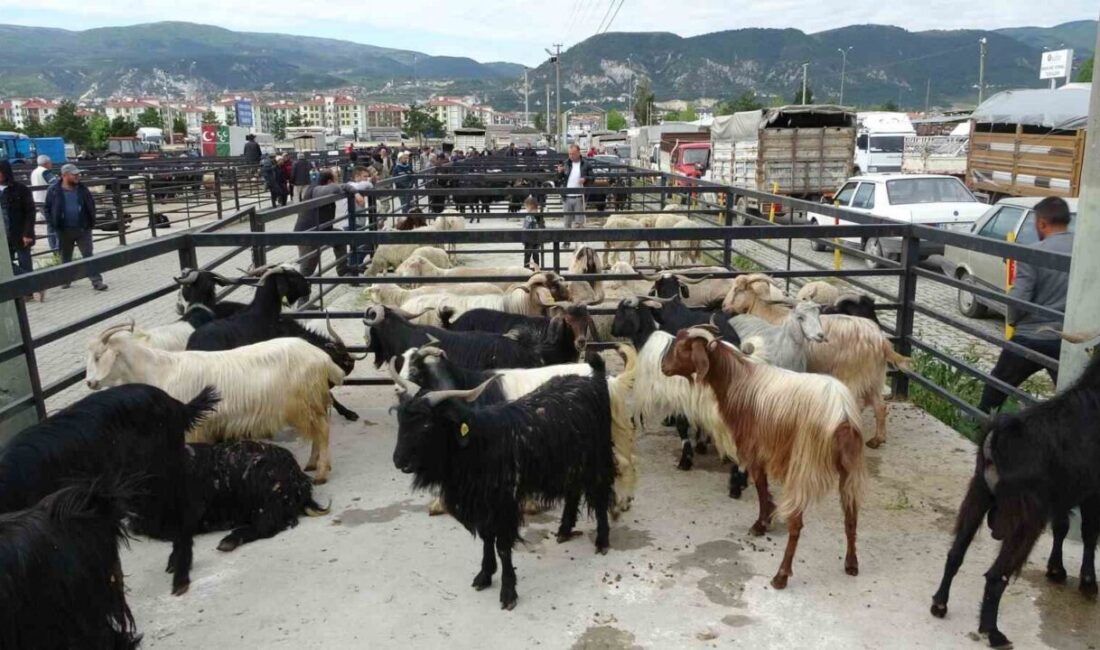 Kütahya Belediyesi, halk sağlığını korumak ve hayvan sağlığına yönelik önlemleri
