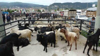 Kütahya Belediyesi, halk sağlığını korumak ve hayvan sağlığına yönelik önlemleri