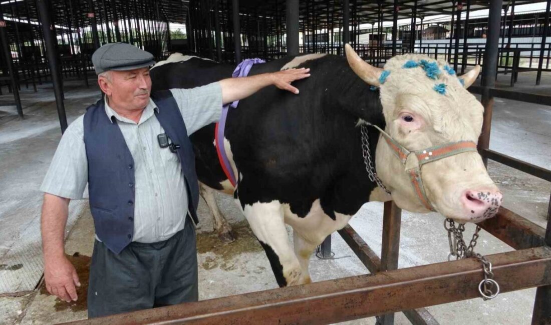 Kurban Bayramı’na sayılı günler kala Kütahya’da canlı hayvan pazarında hareketlilik