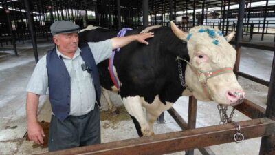Kurban Bayramı’na sayılı günler kala Kütahya’da canlı hayvan pazarında hareketlilik