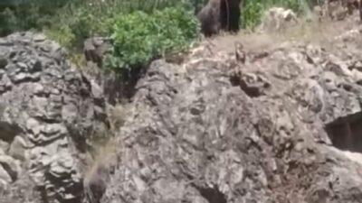 Kütahya’nın Tavşanlı ilçesine bağlı Tunçbilek beldesinde ormanlık alana yakın bir