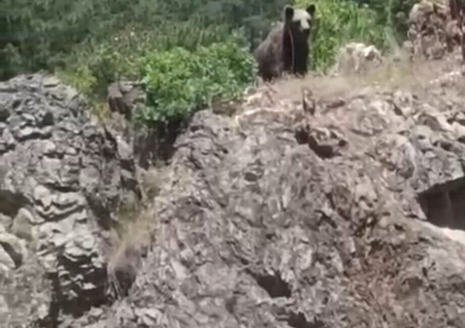 Kütahya’nın Tavşanlı ilçesine bağlı Tunçbilek beldesinde ormanlık alana yakın bir