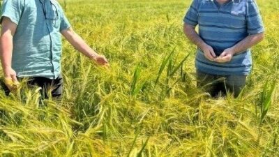 Kütahya İl Tarım ve Orman Müdürlüğünce Altıntaş ve Aslanapa ilçelerinde