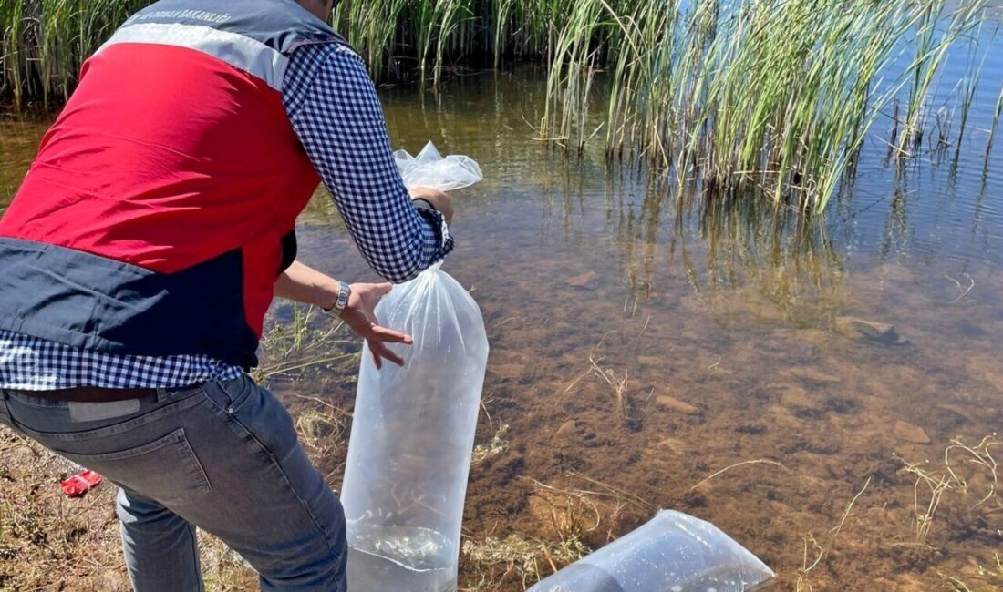 Kütahya’nın Aslanapa ilçesinde Tarım ve Orman Bakanlığının Su Kaynaklarının Balıklandırılması