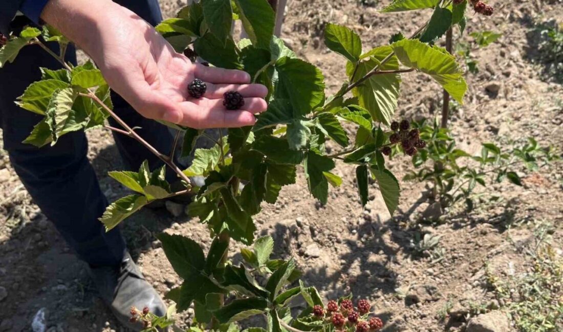 Kütahya’nın Dumlupınar İlçe Kaymakamlığı ve Kütahya İl Tarım ve Orman