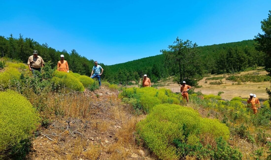 Kütahya Orman İşletme Müdürlüğüne bağlı Simav, Tavşanlı ve Emet Orman