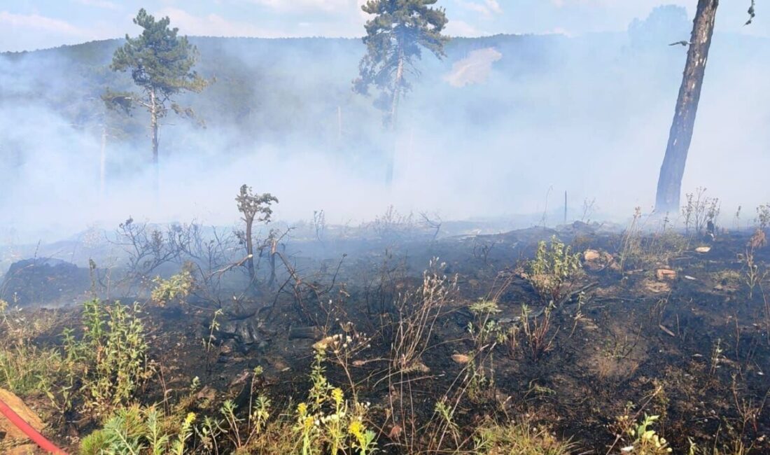 Kütahya’nın Emet ve Hisarcık ilçeleri arasında gençleştirme sahasında çıkan orman
