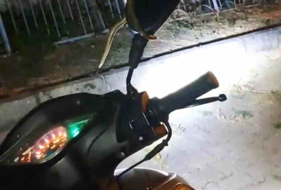 Kütahya’nın Domaniç ilçesinde park halindeki motosikletin direksiyon kısmına giren yılan