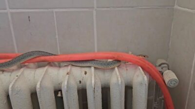 Kütahya’da bir restoranın tuvalet bölümüne giren yaklaşık 2 metrelik yılan