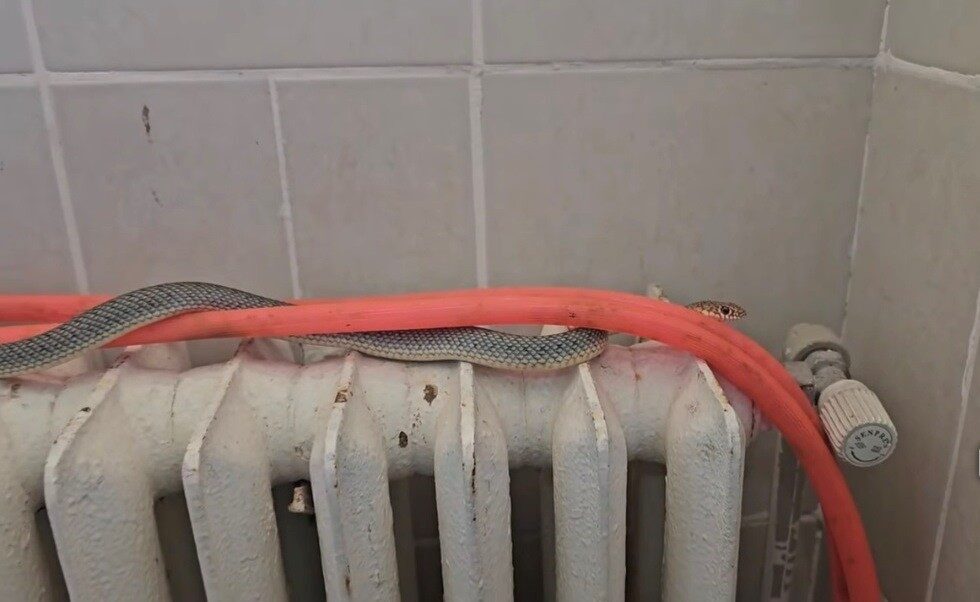 Kütahya’da bir restoranın tuvalet bölümüne giren yaklaşık 2 metrelik yılan