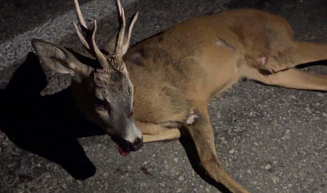 Kütahya’nın Pazarlar ilçesinde bir aracın çarpması sonucu yaralanan karaca, vatandaşların