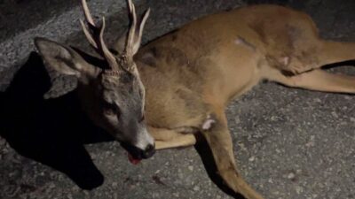 Kütahya’nın Pazarlar ilçesinde bir aracın çarpması sonucu yaralanan karaca, vatandaşların