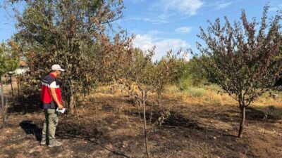 Kütahya’nın Şaphane ilçesinde meyve bahçesine yıldırım düşmesiyle çıkan yangının hasar
