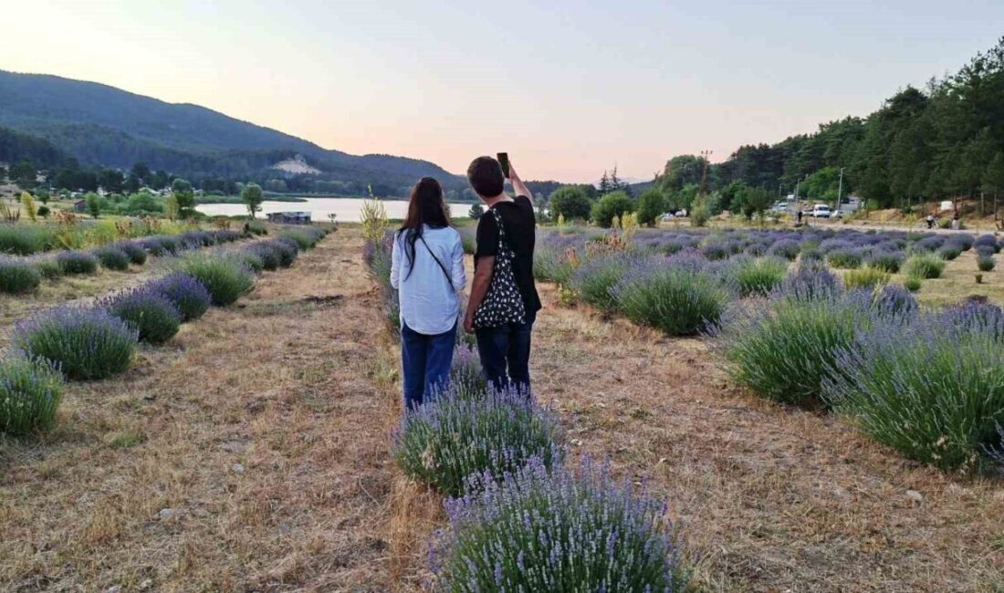 Kütahya’nın Simav ilçesi Gölcük Yaylasındaki kokusu ve mor rengiyle dikkat