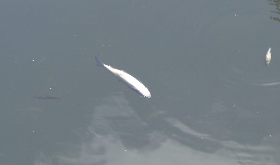 Kütahya’nın Tavşanlı ilçesinde yaşanan balık ölümleri bölge halkını ve yetkilileri