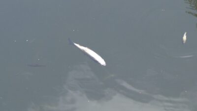 Kütahya’nın Tavşanlı ilçesinde yaşanan balık ölümleri bölge halkını ve yetkilileri