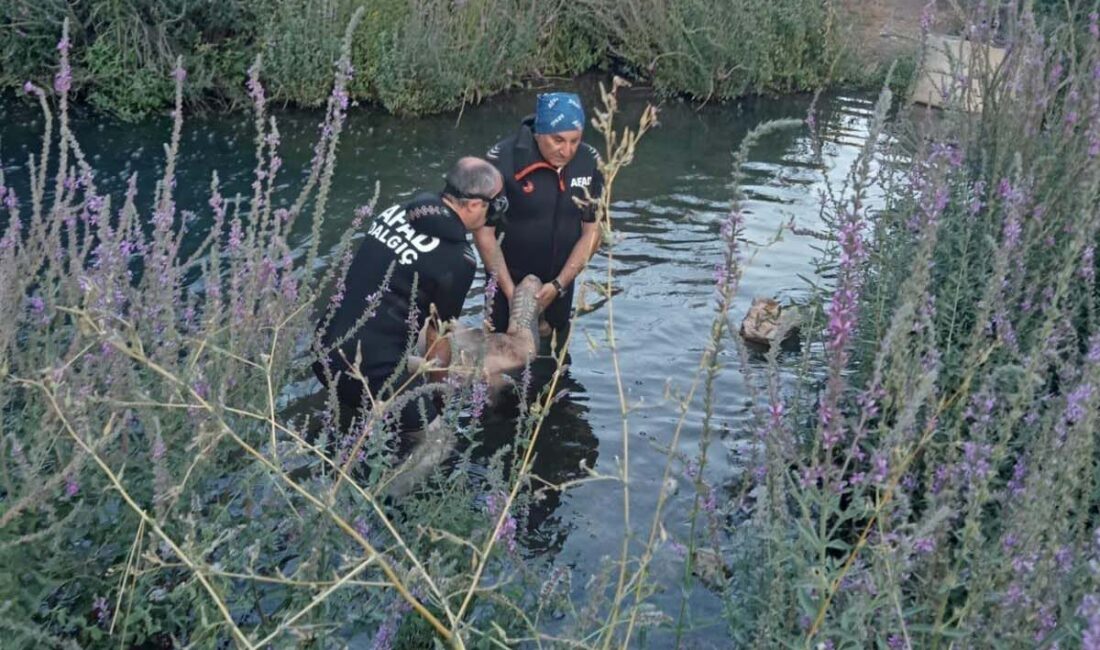 Oğuzhan KILIÇ/KÜTAHYA, – KÜTAHYA’da serinlemek için akarsuya giren Fahrettin Çerçi