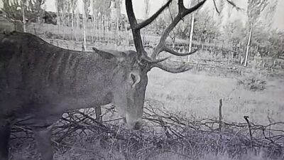 Tuna İŞLEYEN/TAVŞANLI (Kütahya), – KÜTAHYA’nın Tavşanlı ilçesinde mahsulleri zarar gören