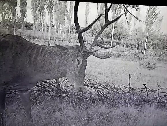 Tuna İŞLEYEN/TAVŞANLI (Kütahya), – KÜTAHYA’nın Tavşanlı ilçesinde mahsulleri zarar gören