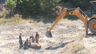 Kütahya’nın Kırklar Deresi’nde bataklıkta mahsur kalan inek, itfaiye ekiplerince kurtarıldı