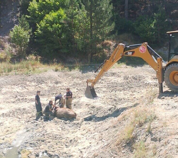 Kütahya’nın Kırklar Deresi’nde bataklıkta mahsur kalan inek, itfaiye ekiplerince kurtarıldı