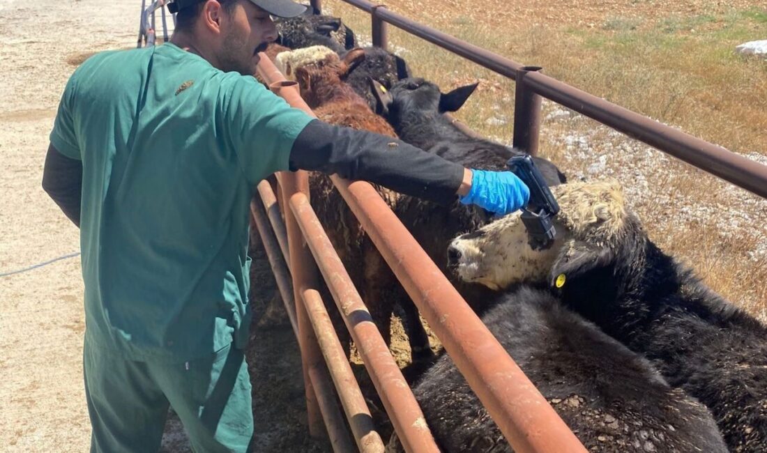 Kütahya’nın Çavdarhisar ilçesine yurt dışından getirilen hayvanların kontrolleri gerçekleştirildi. İlçe