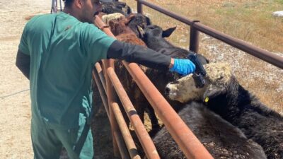 Kütahya’nın Çavdarhisar ilçesine yurt dışından getirilen hayvanların kontrolleri gerçekleştirildi. İlçe