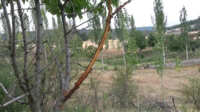 Kütahya’nın Tavşanlı ilçesinde bahçeleri bulunan vatandaşlar, ağaç fidanları ve sebzelerine