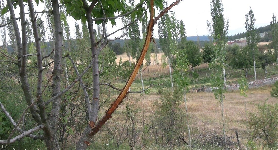 Kütahya’nın Tavşanlı ilçesinde bahçeleri bulunan vatandaşlar, ağaç fidanları ve sebzelerine