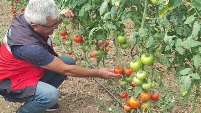 Kütahya’da coğrafi işaret tescil belgesi alan ’Simav Eynal Domatesi’nin üretildiği