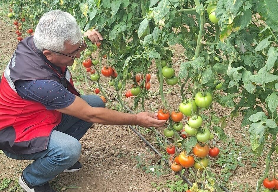 Kütahya’da coğrafi işaret tescil belgesi alan ’Simav Eynal Domatesi’nin üretildiği