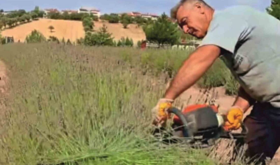Kütahya’nın Gediz ilçesinde bulunan Adnan Menderes Yaşam Parkı’ndaki lavanta bahçesinde