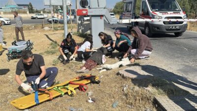 Oğuzhan KILIÇ/KÜTAHYA, – KÜTAHYA’da hemzemin geçitten karşıya geçmeye çalışan Sultan