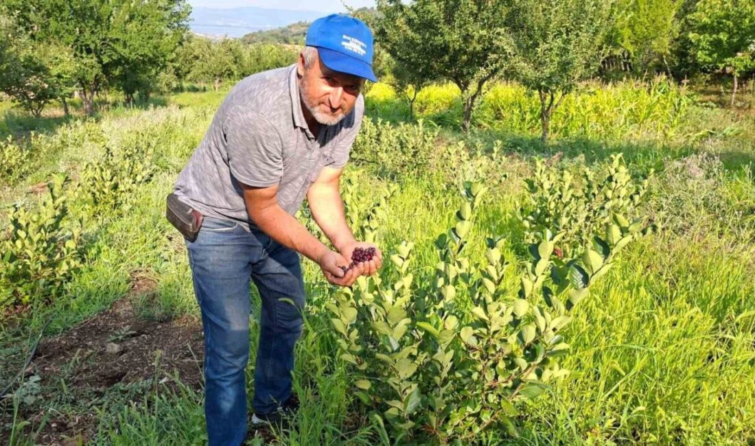 Kütahya’nın Hisarcık ilçesinde bir çiftçinin 3 yıl önce deneme amacıyla