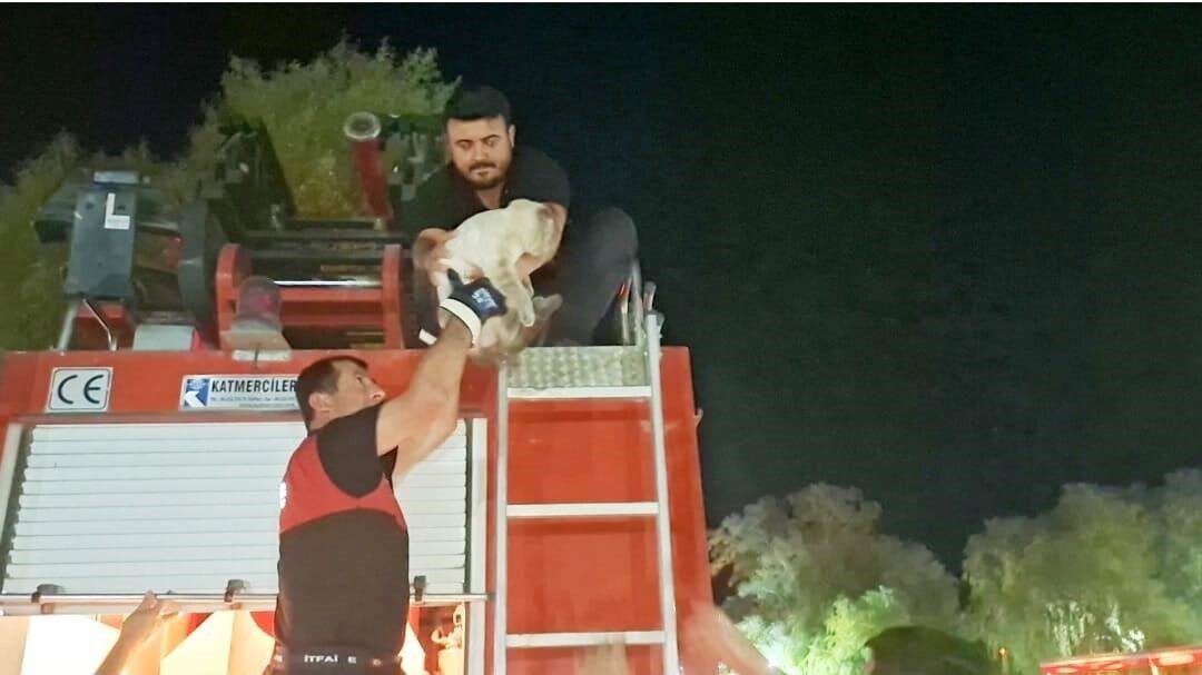 Kütahya’nın Hisarcık ilçesinde parktaki söğüt ağacında mahsur kalan kedi, itfaiye
