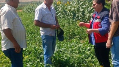 Kütahya İl Tarım ve Orman Müdürlüğünce fasulye ve mısır tarlalarında