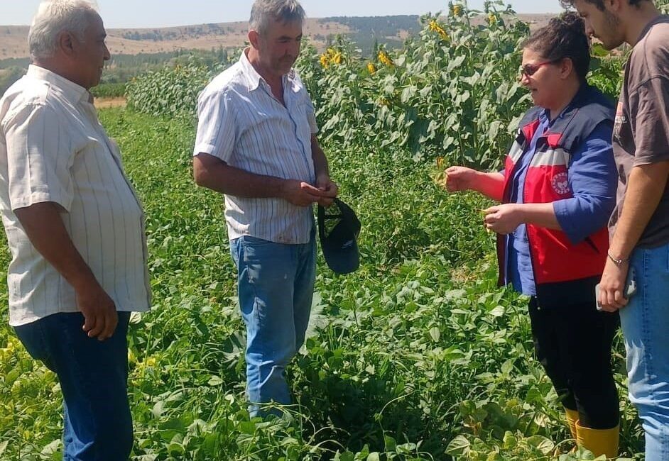 Kütahya İl Tarım ve Orman Müdürlüğünce fasulye ve mısır tarlalarında