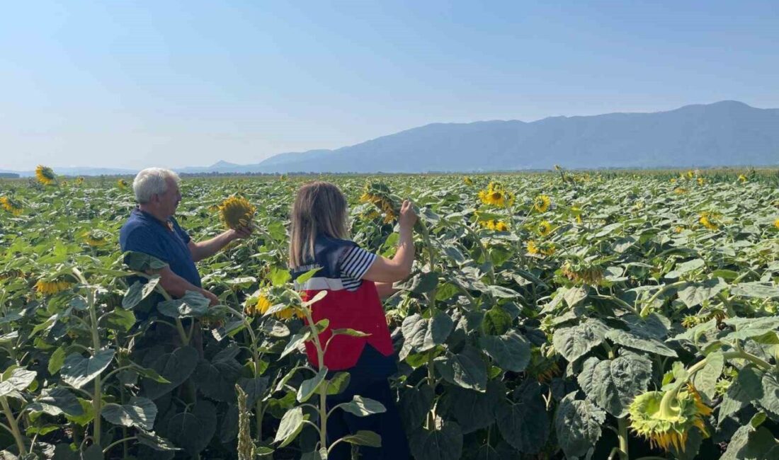 Kütahya’nın Simav ilçesinde Tarım Arazilerinin Kullanımının Etkinleştirilmesi (TAKE) projesi çerçevesinde