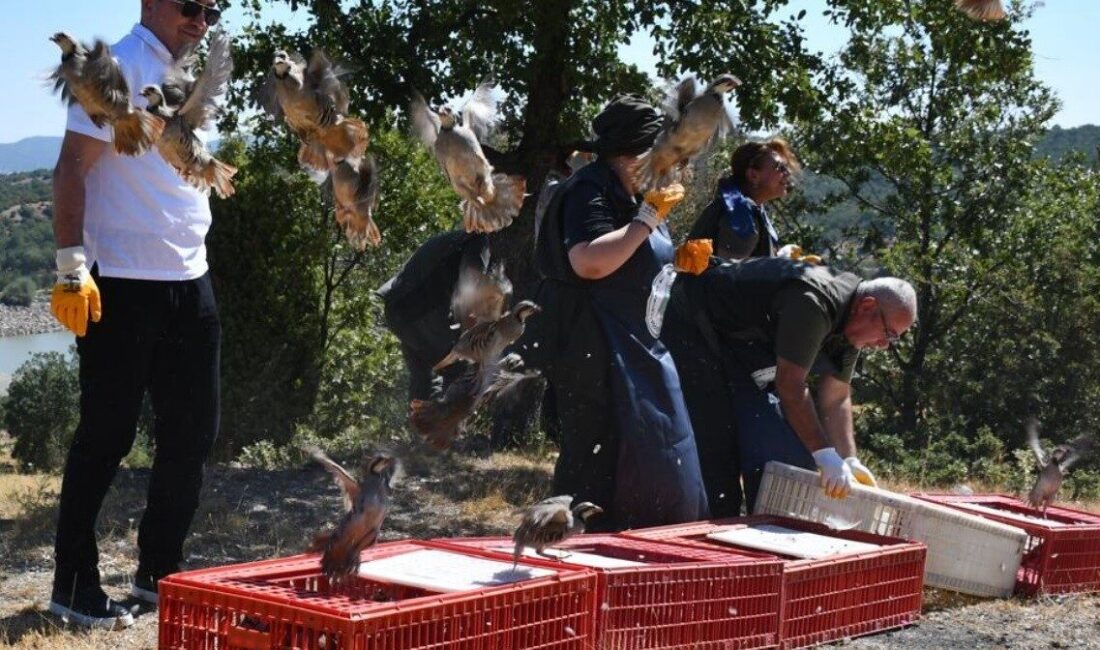 Kütahya’nın Tavşanlı ilçesinde 300 kınalı keklik düzenlenen program ile doğal