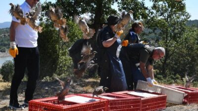 Kütahya’nın Tavşanlı ilçesinde 300 kınalı keklik düzenlenen program ile doğal