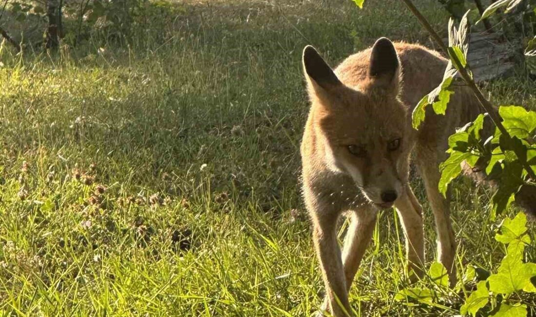 Kütahya’nın Tavşanlı ilçesinde bir maden işletmesinin yemekhanesine sık sık uğrayan