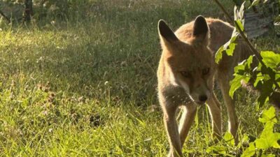 Kütahya’nın Tavşanlı ilçesinde bir maden işletmesinin yemekhanesine sık sık uğrayan