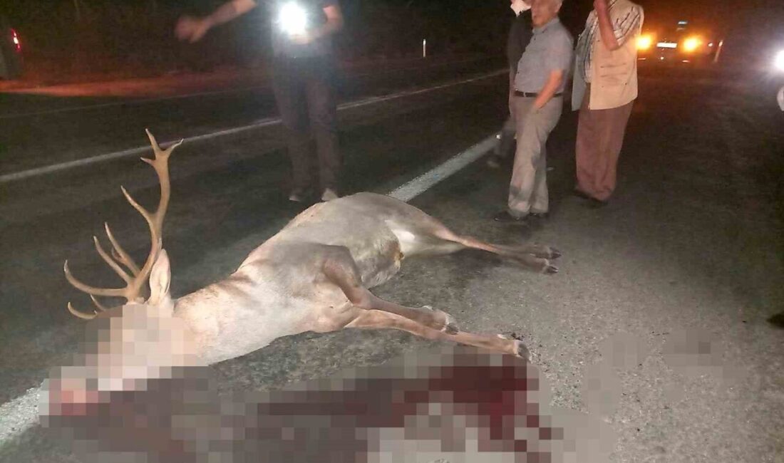 Kütahya’nın Domaniç ilçesinde yol kenarından yaralı halde bulunan geyik yetkililere